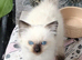 Male ragdoll ready now
