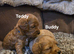 Gorgeous show toy cockapoo puppy