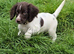 English Springer Spaniel puppies