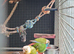 3 young conures