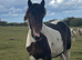 Rocky 2 year old Colt