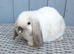 2 friendly mini lop girls