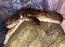 8 royal pythons for sale