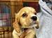 Cocker spaniel pups ready