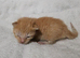 Beautiful ginger kittens