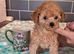 TINY HALF ASIAN TOY POODLES