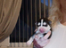 Exceptional siberian husky puppies
