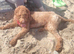 Lovable crazy labradoodle