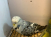 Pair of exhibition budgies