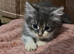 3 beautiful boy kittens (dad is Persian)