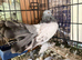 Indian fantails 2026 birds