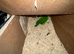 A pair of Caiques—specifically the Black-headed variety—proven for breeding.