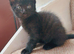 Beautiful 'Ghost Tabby' Black Female Kitten Looking For Her Forever Home