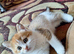 3 Girl & 3 Boy Kittens (ready 04/08/26)
