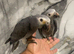 Stunning HandReared Baby Super Tame Cuddly African Grey Parrot