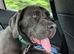 11 month old female cane corso needs loving home