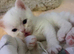Adorable half persian sisters for sale