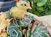PANSY & Black & White quail chicks (require heat)