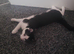 1 year  old male cat