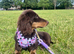 long haired miniature dachshund girl