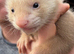 Baby Ferrets for sale