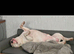 Stud English bull terrier