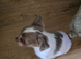 2 x ten week old male pups