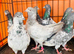 Pakistani pigeons highflyers