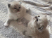 Pure ragdolls