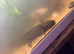 Axolotl