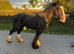 Ride and drive Black mare