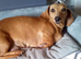 Dachshund