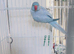 Blue Indian ringnick parrot