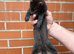 Black ferrets