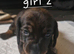 Miniature dachshund pups