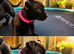 Staffordshire bull terrier pups