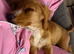 Cocker spaniel