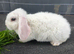 Mini plush lop