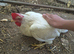 White chicken