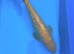 HUGE VARIETY PREMIUM KOI