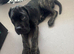 Cane corso girl