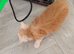 PEDIGREE MAINE COON KITTENS