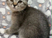 Beautiful Scottish Fold/Straight Kittens Ready for Their New Loving Homes