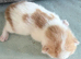 Two little ginger and white males