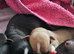 Chihuahua puppies