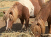 Beautiful mare
