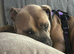 3 year old female