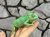 Yemen Chameleon Males at Birmingham Reptiles