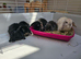 Baby mini lop bunnys