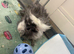 2 baby boy lunkarya guinea pigs